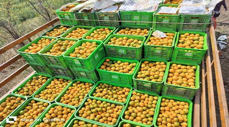 नीमच: ₹1 लाख अनुदान से 2 हेक्टेयर में लगाया संतरे का बगीचा, अब हो रही ₹10 लाख तक की शानदार कमाई