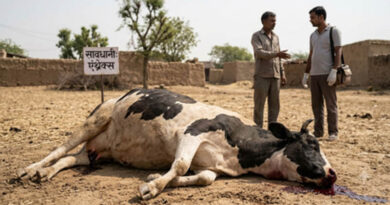एंथ्रेक्स रोग की पहचान और एंथ्रेक्स से मृत पशु का सुरक्षित प्रबंधन