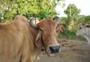 देश में फिर बढ़ा लंपी का खतरा, 29 राज्यों के 220 जिलों पर नजर