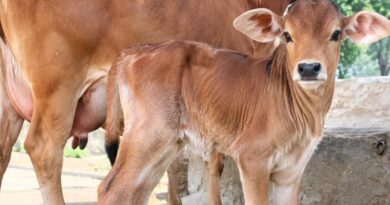 OPU-IVF तकनीक से जन्मा उत्तराखंड की बद्री नस्ल का पहला बछड़ा