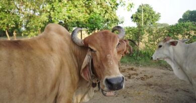 देश में फिर बढ़ा लंपी का खतरा, 29 राज्यों के 220 जिलों पर नजर