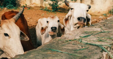 पशुधन बीमा के लिए सरकार लॉन्च करेगी नया पोर्टल, हिंदी-अंग्रेजी समेत 13 भाषाओं में मिलेंगी सेवाएं
