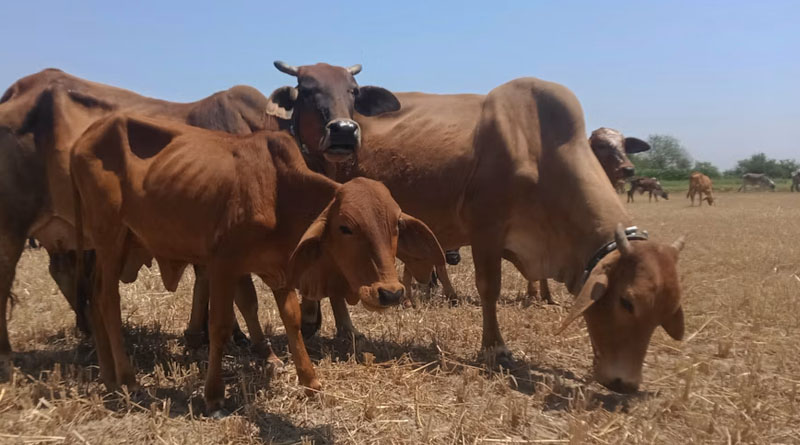 ग्वालियर में खेती का बदला स्वरूप, उद्यानिकी का रकबा 17% पहुंचा; प्राकृतिक खेती और पशुपालन से बढ़े कमाई के अवसर    