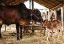साहीवाल गाय ने दिया बद्री बछिया को जन्म, OPU-IVF तकनीक से वैज्ञानिकों को मिली बड़ी सफलता