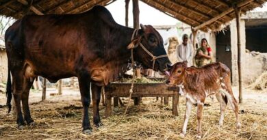 साहीवाल गाय ने दिया बद्री बछिया को जन्म, OPU-IVF तकनीक से वैज्ञानिकों को मिली बड़ी सफलता