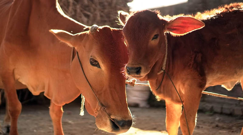 झारखंड की मुख्यमंत्री पशुधन विकास योजना में आवेदन की अंतिम तारीख 15 सितंबर, 90 फीसदी तक अनुदान
