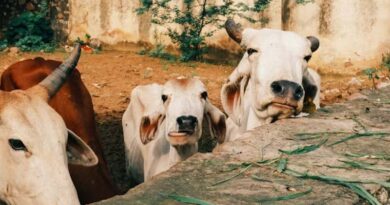 मऊगंज: दो गायों से शुरू हुआ सफर, आज डेयरी व्यवसाय बनी मंजू दीदी की पहचान
