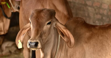 सिवनी: कामधेनु एवं गौ संवर्धन योजना से डेयरी इकाई स्थापित कर बढ़ाएं अपनी आय