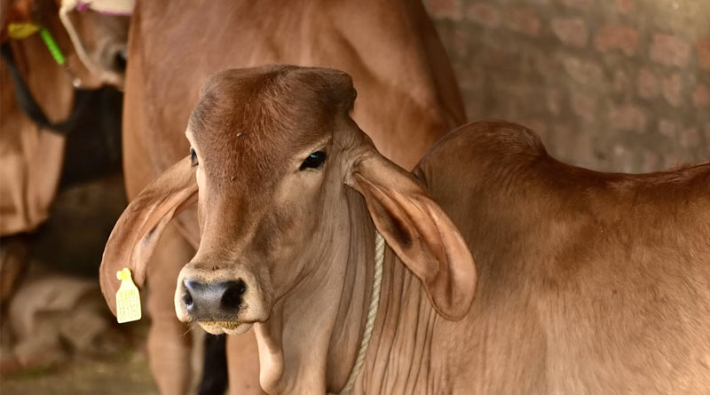 सिवनी: कामधेनु एवं गौ संवर्धन योजना से डेयरी इकाई स्थापित कर बढ़ाएं अपनी आय