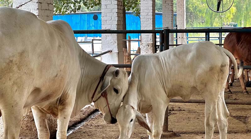 विदिशा की 17 गौशालाओं को 4.07 करोड़ रुपये की मदद, निराश्रित गौवंश के भरण-पोषण और देखभाल पर जोर