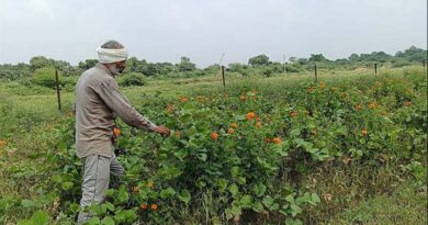 दतिया के किसान ने पारंपरिक खेती के साथ उगाया ड्रैगन फ्रूट, बदल गई किस्मत; मिल रहा 5-6 लाख तक का लाभ  