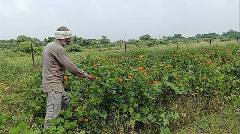 दतिया के किसान ने पारंपरिक खेती के साथ उगाया ड्रैगन फ्रूट, बदल गई किस्मत; मिल रहा 5-6 लाख तक का लाभ
