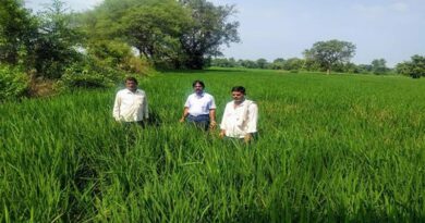 जबलपुर: कृषि अधिकारियों ने धान की फसल का किया अवलोकन, कीट एवं रोग नियंत्रण की सलाह दी