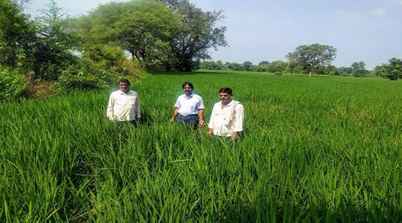 जबलपुर: कृषि अधिकारियों ने धान की फसल का किया अवलोकन, कीट एवं रोग नियंत्रण की सलाह दी