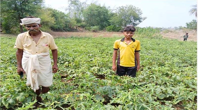 मक्का की पारंपरिक खेती छोड़ भिंडी उगाई, सिर्फ 0.50 हेक्टेयर में कमाए 55 हजार रुपए; जानिए कैसे बदली खेती  