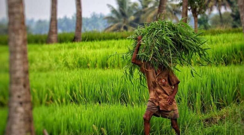 बिहार में फसल नुकसान पर अब बिना प्रीमियम के मिलेगी आर्थिक मदद, राज्य फसल सहायता योजना के आवेदन शुरू