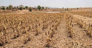 महाराष्ट्र में कम बारिश से फसलें खराब, किसानों को राहत के लिए होगा तत्काल सर्वे; मिलेगा मुआवजा