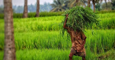 फसल खराब हुई तो 72 घंटे में दें सूचना, खड़ी फसल और कटाई के बाद के नुकसान पर भी मिलेगा दावा लाभ