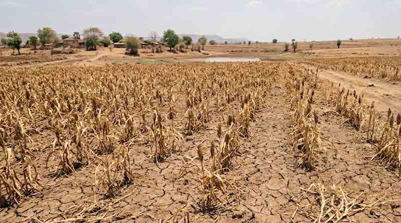 महाराष्ट्र में कम बारिश से फसलें खराब, किसानों को राहत के लिए होगा तत्काल सर्वे; मिलेगा मुआवजा