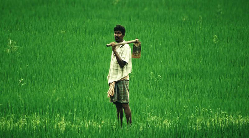 नीमच में सामान्य से 20-25% कम बारिश, किसानों को फसल में नमी बचाने की सलाह