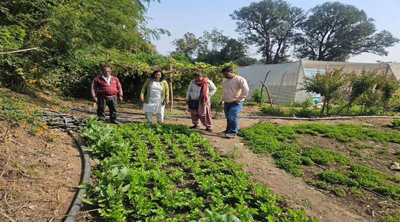 जबलपुर के किसान श्याम का खेती में नवाचार, जैविक खाद से उगा रहे पार्सले-पुदीना; मिल रहा बेहतर मुनाफा