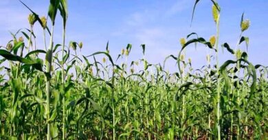 छिंदवाड़ा : धान, ज्वार एवं बाजरा उपार्जन के लिए किसान पंजीयन 15 सितंबर से