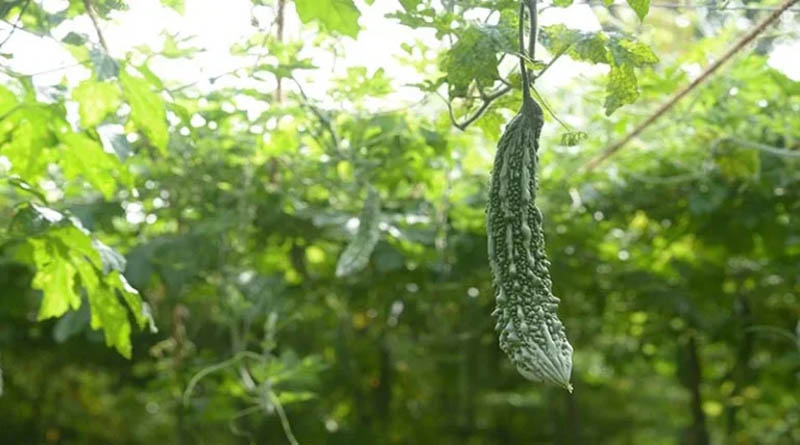 पारंपरिक धान छोड़ करेले की उन्नत खेती से किसान ने दोगुनी की आमदनी