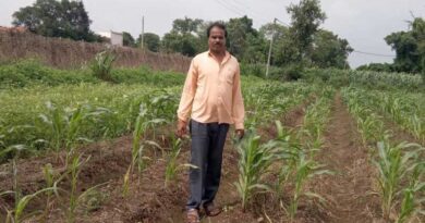 छिंदवाड़ा : प्राकृतिक खेती से 2 एकड़ में उत्‍पादित स्वीट कॉर्न से हुई दो  लाख की शुध्‍द आय
