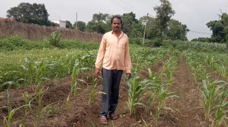 छिंदवाड़ा : प्राकृतिक खेती से 2 एकड़ में उत्पादित स्वीट कॉर्न से हुई दो लाख की शुध्द आय