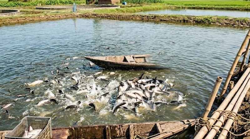वैश्विक मत्स्य पालन : मांग बढ़ने के साथ ही विकास दर धीमी