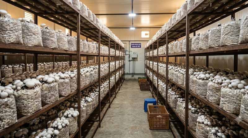 बेरोजगार युवाओं के लिए वरदान: ढींगरी (ऑयस्टर) मशरूम की खेती