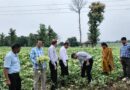देवास में सोयाबीन की फसल पर मंडरा रहा इन कीटों का खतरा! कृषि विभाग ने किसानों को दी ये खास सलाह  