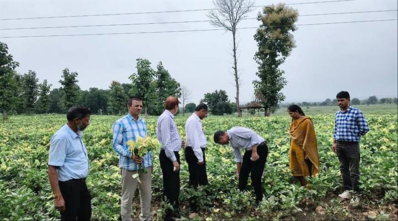 देवास में सोयाबीन की फसल पर मंडरा रहा इन कीटों का खतरा! कृषि विभाग ने किसानों को दी ये खास सलाह