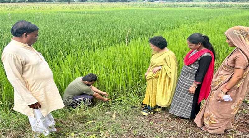 पारंपरिक विधि की तुलना में एसआरआई पद्धति से धान की रोपाई से मिले दोगुने कल्ले