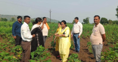 पांढुर्ना जिले में कपास फसल पर रोग और कीट का प्रकोप