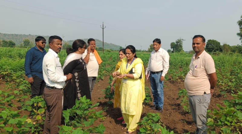 पांढुर्ना जिले में कपास फसल पर रोग और कीट का प्रकोप