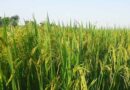 मध्यप्रदेश: धान-ज्वार-बाजरा के MSP पर उपार्जन के लिए 15 सितंबर से पंजीयन, 10 अक्टूबर तक करा सकेंगे रजिस्ट्रेशन