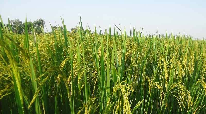 मध्यप्रदेश: धान-ज्वार-बाजरा के MSP पर उपार्जन के लिए 15 सितंबर से पंजीयन, 10 अक्टूबर तक करा सकेंगे रजिस्ट्रेशन