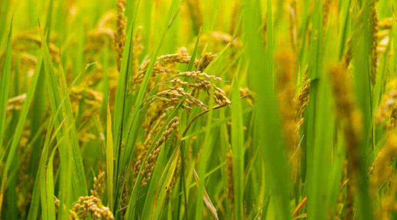 बैतूल : धान एवं मोटा अनाज के पंजीयन 15 सितंबर से शुरू होंगे
