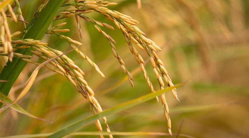 बालाघाट : धान की फसल में माहू का प्रकोप, कृषि विभाग ने किया निरीक्षण