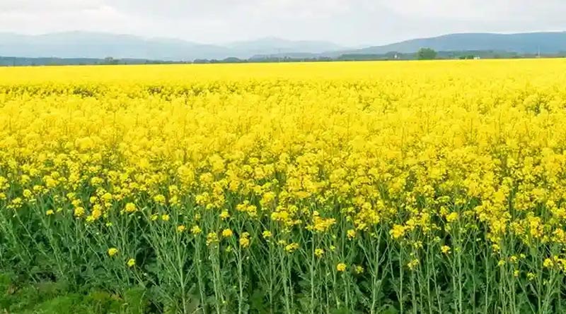 90 दिन में तैयार होने वाली तोरिया बनी किसानों के लिए कमाई का नया विकल्प