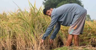 सतना में अतिवृष्टि से फसलों को हुई क्षति का होगा सर्वे, तीन सदस्यीय दल गठित  