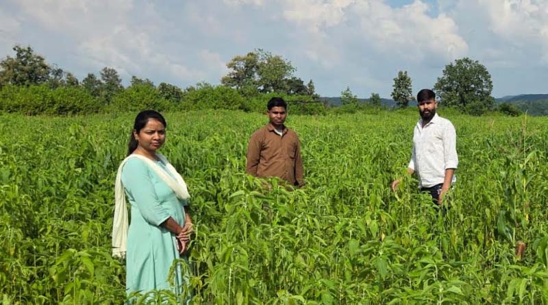 चिया की खेती से मालामाल हुआ किसान! सिर्फ 10 हजार की लागत में कमाए 1.50 लाख रुपए , जानिए कैसे  
