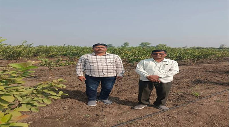 उद्यानिकी खेती की ओर बढ़ता सीहोर, पांच साल में 3,248 हेक्टेयर बढ़ा रकबा