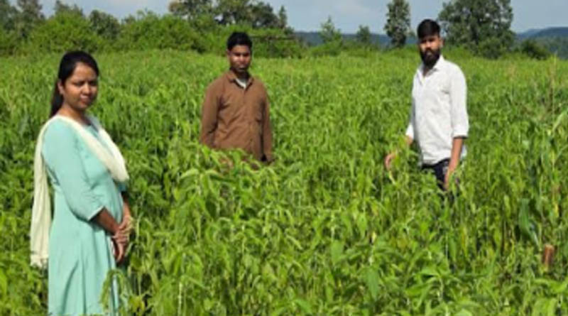 मंडला: चिया की खेती ने बदली किसान तीरथ उईके की खेती की तस्वीर