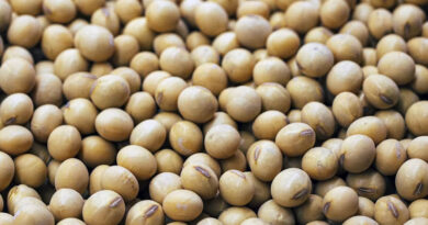 आज का सोयाबीन मंडी रेट (30 सितंबर 2026) 