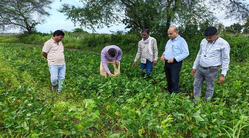 सिवनी: सोयाबीन फसल में रोग एवं कीटों की नियमित निगरानी करें किसान, वैज्ञानिक सलाह के अनुसार करें नियंत्रण