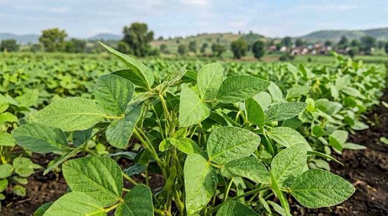 भारी बारिश भी नहीं बिगाड़ सकी सोयाबीन की फसल, किसान ने मेड़-नाली पद्धति से बदली खेती  