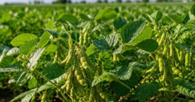सोयाबीन की 90% फलियां पीली पड़ते ही करें कटाई, देरी से फसल में हो सकता है नुकसान