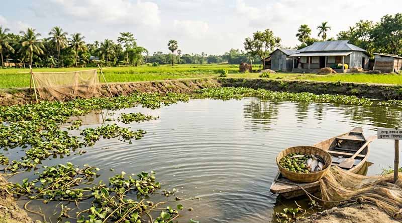 0.25 एकड़ के बेकार तालाब से हल्कू बरमन ने निकाला सिंघाड़ा-मछली का दोहरा मुनाफा